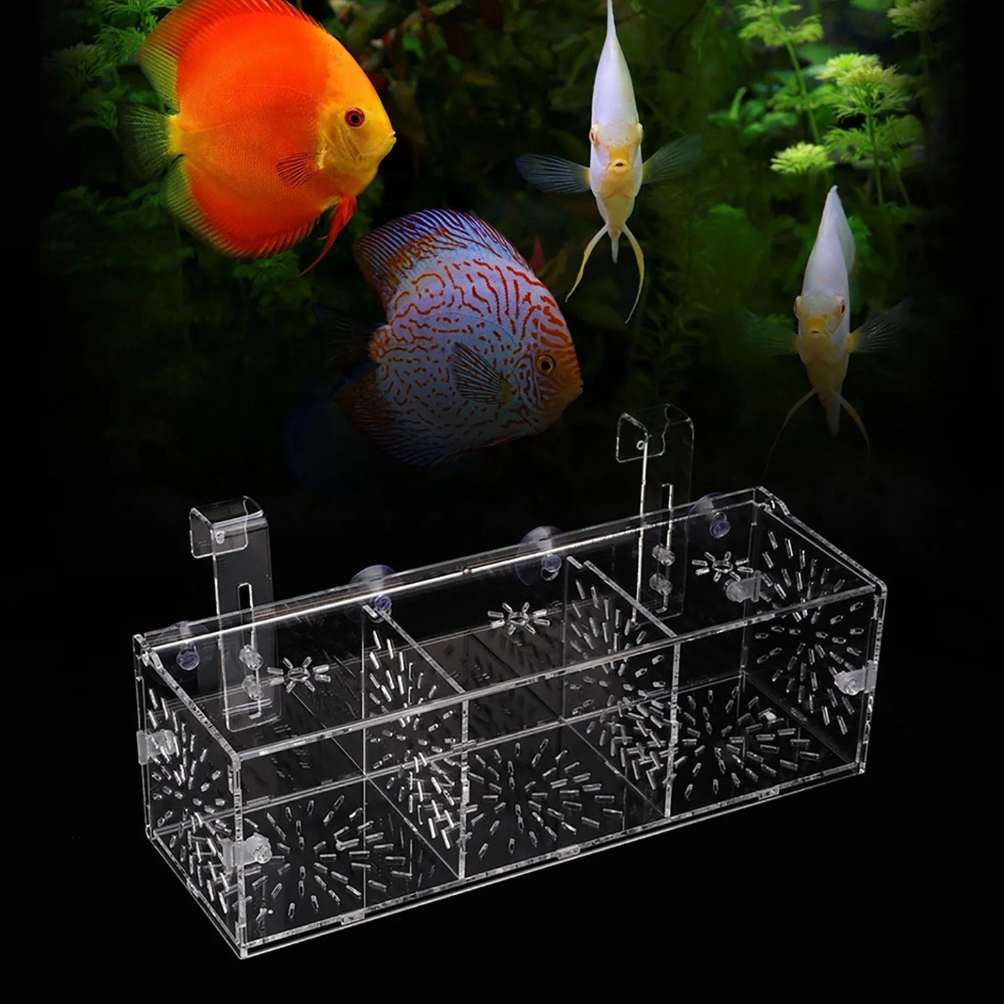 Acrylic Transparent Fish  Breeding Isolation Box Aquarium Hatchery Incubator Holder Acrylic Fish Isolation Box-Ninja Market