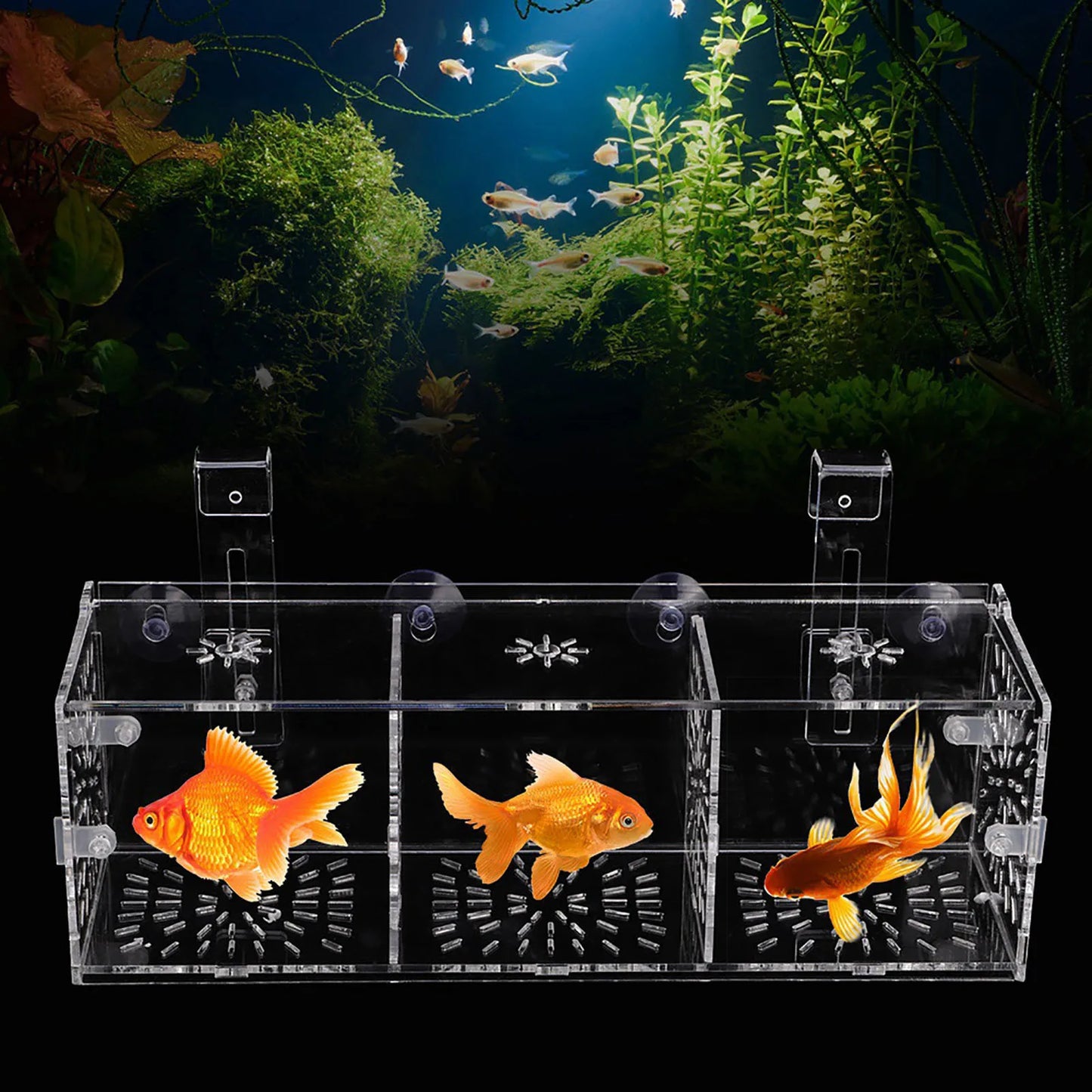 Acrylic Transparent Fish  Breeding Isolation Box Aquarium Hatchery Incubator Holder Acrylic Fish Isolation Box-Ninja Market